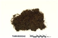 藏品(灰苔屬)的圖片